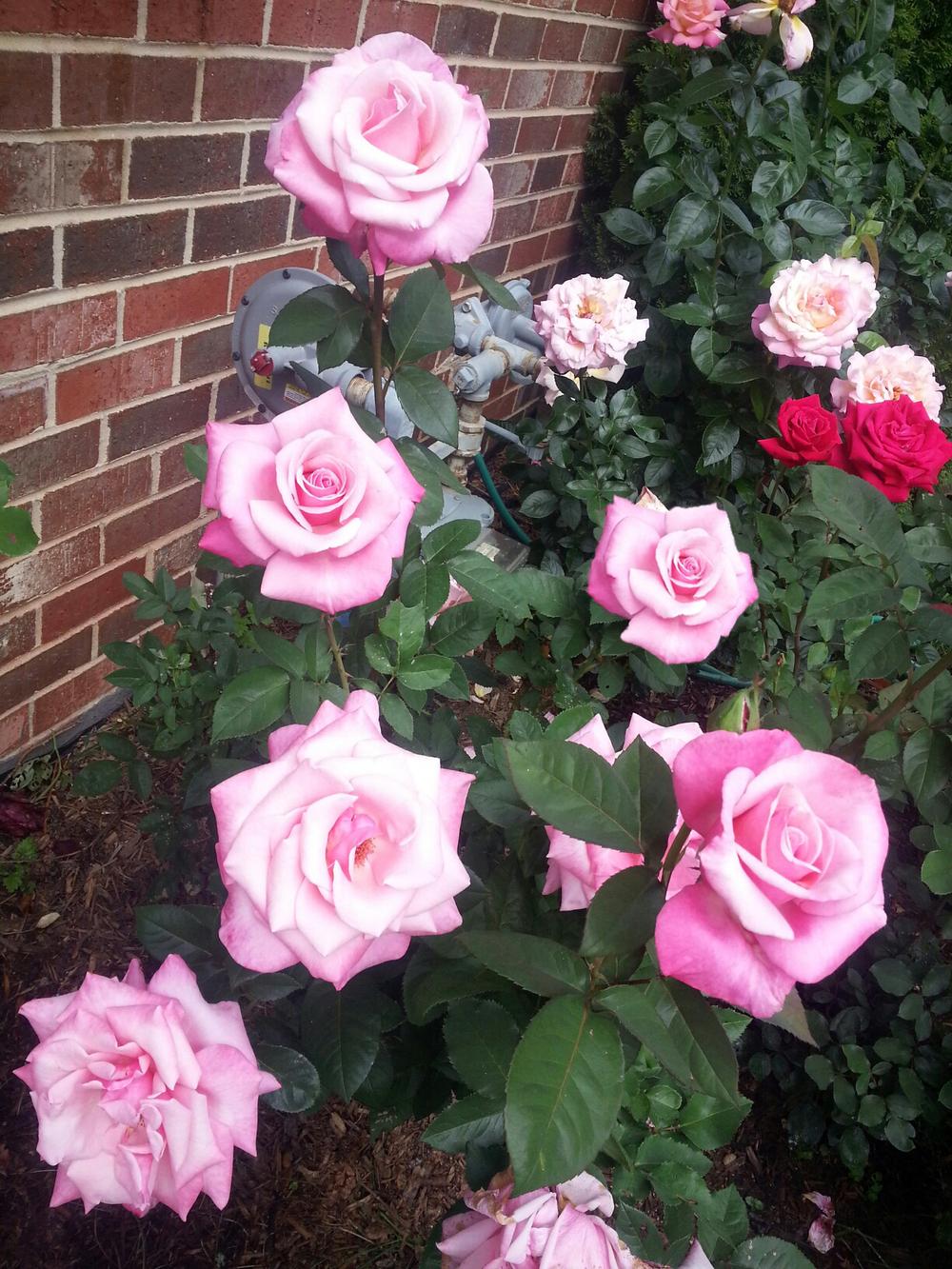 Photo of Rose (Rosa 'First Prize') uploaded by GoldBeardThePirate