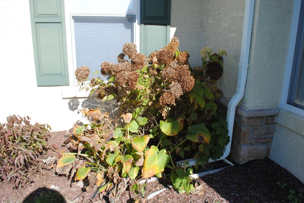 Photo of Smooth Hydrangea (Hydrangea arborescens 'Annabelle') uploaded by ILPARW