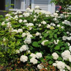 Location: Newtown Square, Pennsylvania
Date: 2011-06-24
some plants in front yard in bloom
