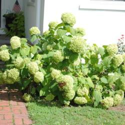 Location: Downingtown, Pennsylvania
Date: 2011-08-16
flowers have turned green in August
