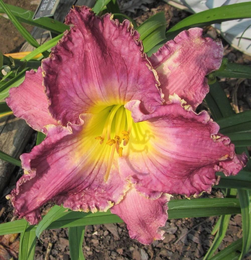 Photo of Daylily (Hemerocallis 'Thistles and Thorns') uploaded by Sscape