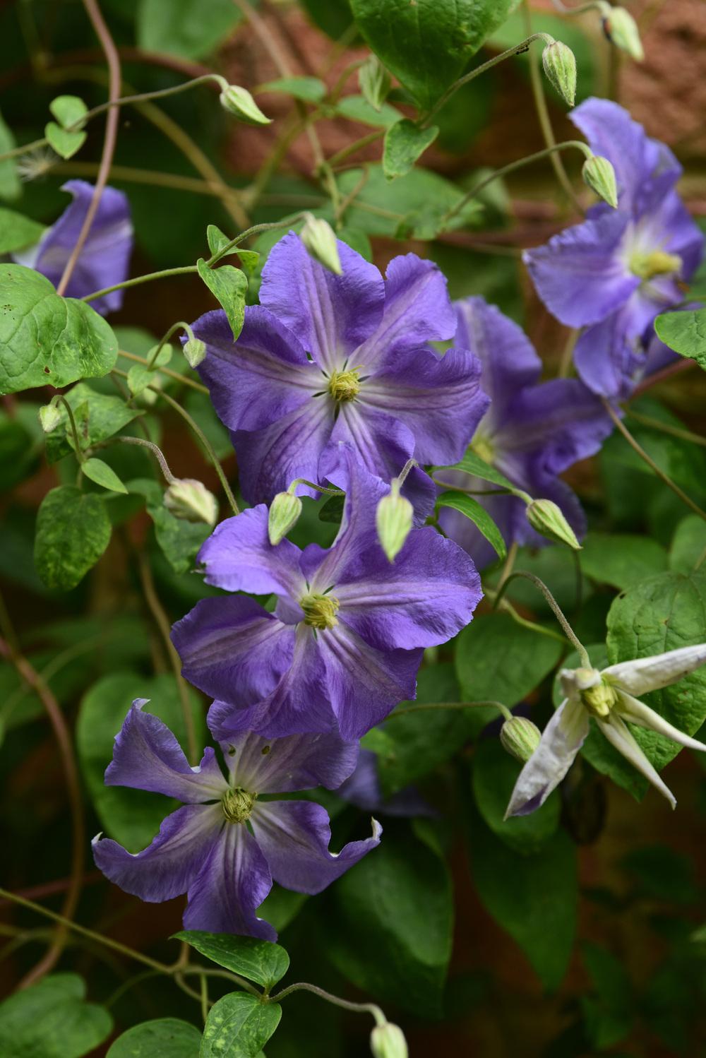 Photo of Clematis 'Perle d'Azur' uploaded by cliftoncat