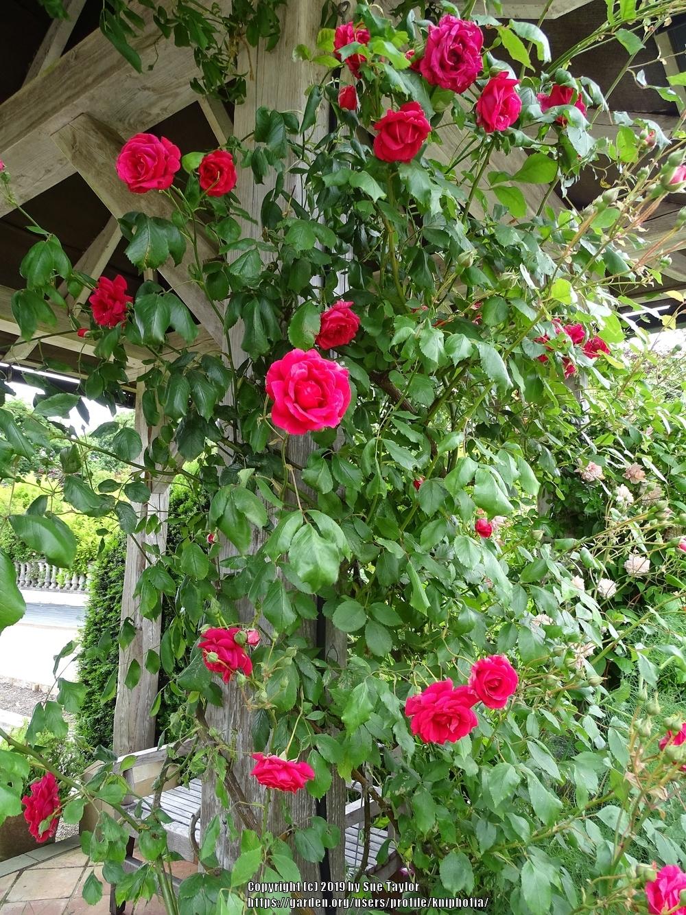 Photo of Rose (Rosa 'Paul's Scarlet Climber') uploaded by kniphofia