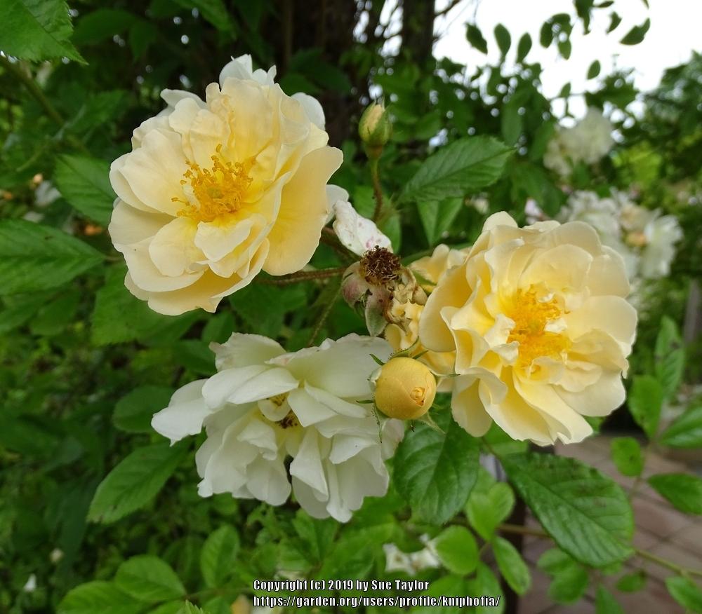 Photo of Rose (Rosa 'Goldfinch') uploaded by kniphofia
