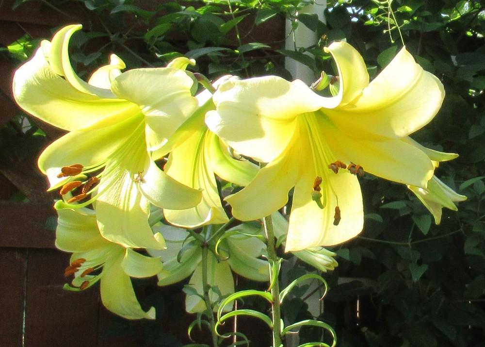 Photo of Lily (Lilium 'Lemon Lime') uploaded by stilldew