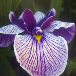 Location: Pennsylvania
Date: 2019-06-25
Iris ensata (grown from seed)