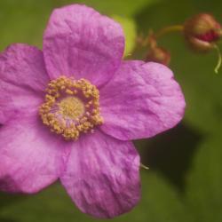 Location: Pennsylvania
Date: 2019-06-23
Rubus odoratus