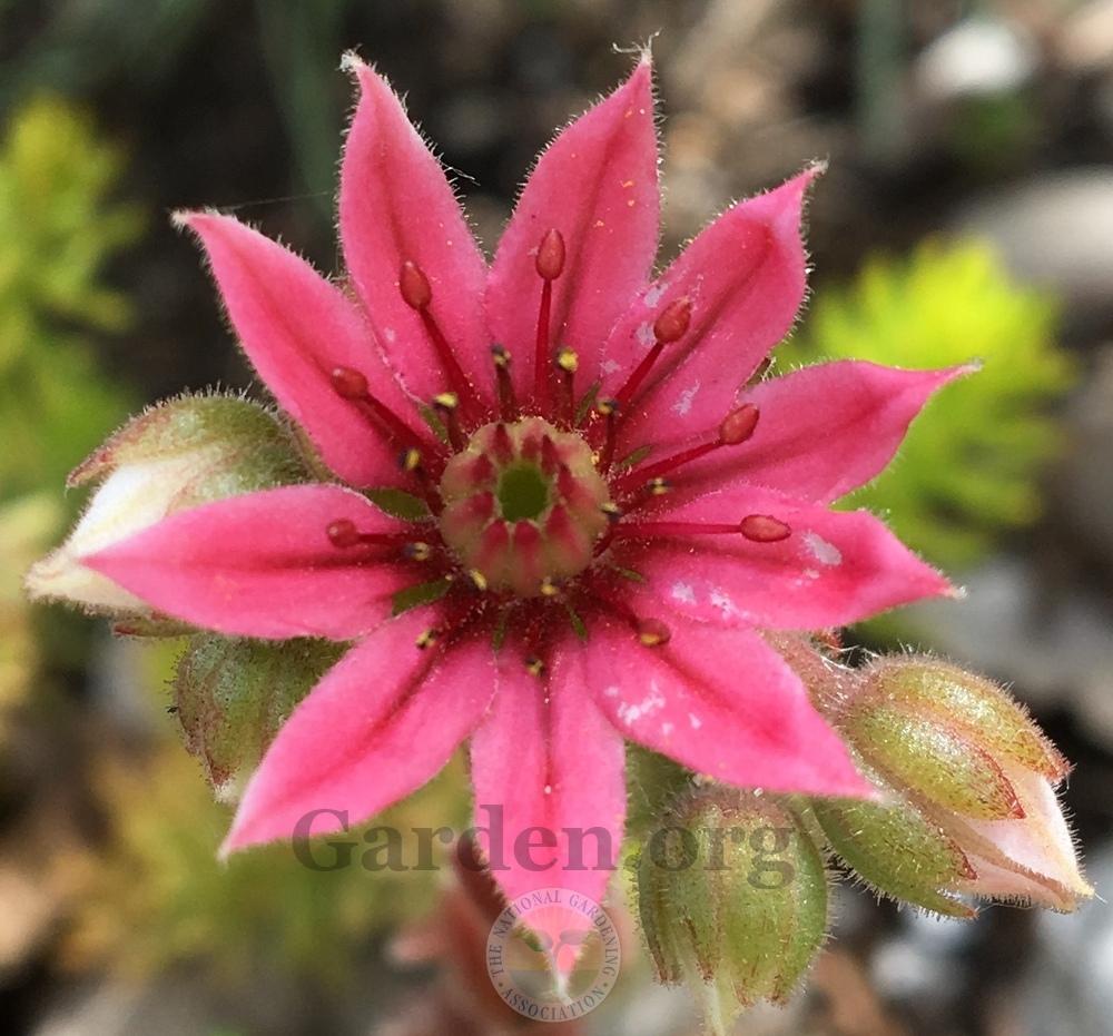 Photo of Hen and Chicks (Sempervivum 'Forest Frost') uploaded by BlueOddish