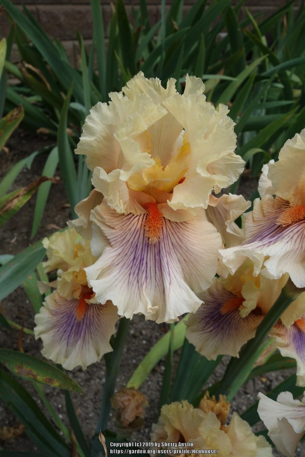 Photo of Tall Bearded Iris (Iris 'Dreamalot') uploaded by Henhouse