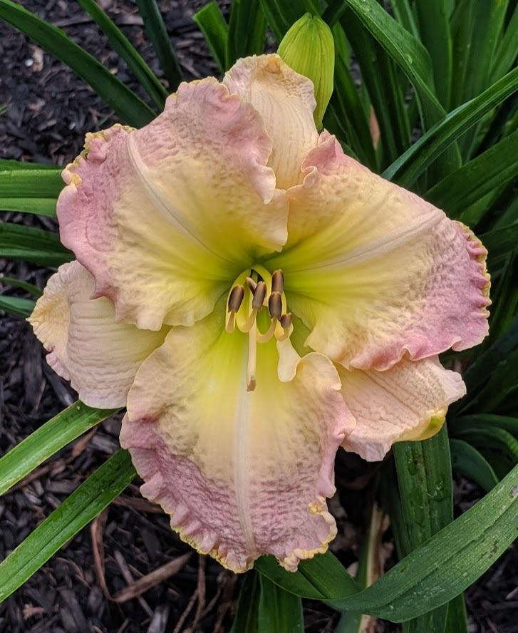 Photo of Daylily (Hemerocallis 'Subspace Frequencies') uploaded by JimTim