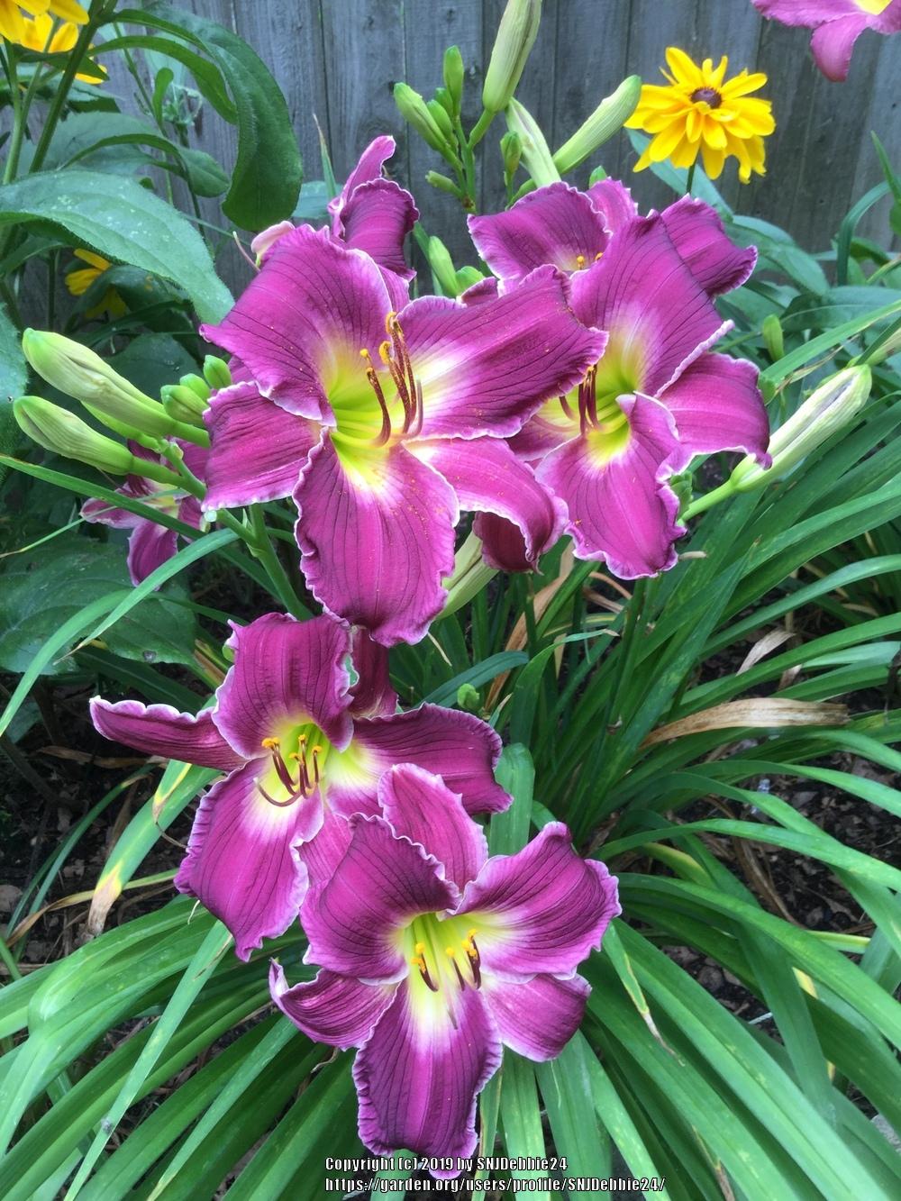 Photo of Daylily (Hemerocallis 'Indian Giver') uploaded by SNJDebbie24