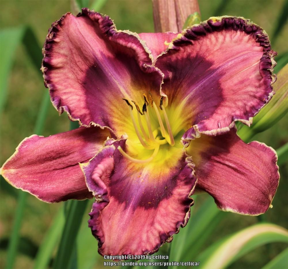 Photo of Daylily (Hemerocallis 'God Save the Queen') uploaded by celtica