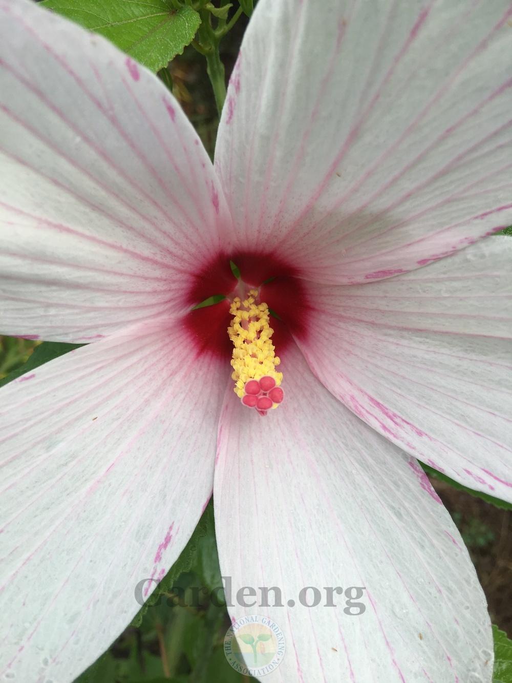Photo of Hibiscus uploaded by chickhill