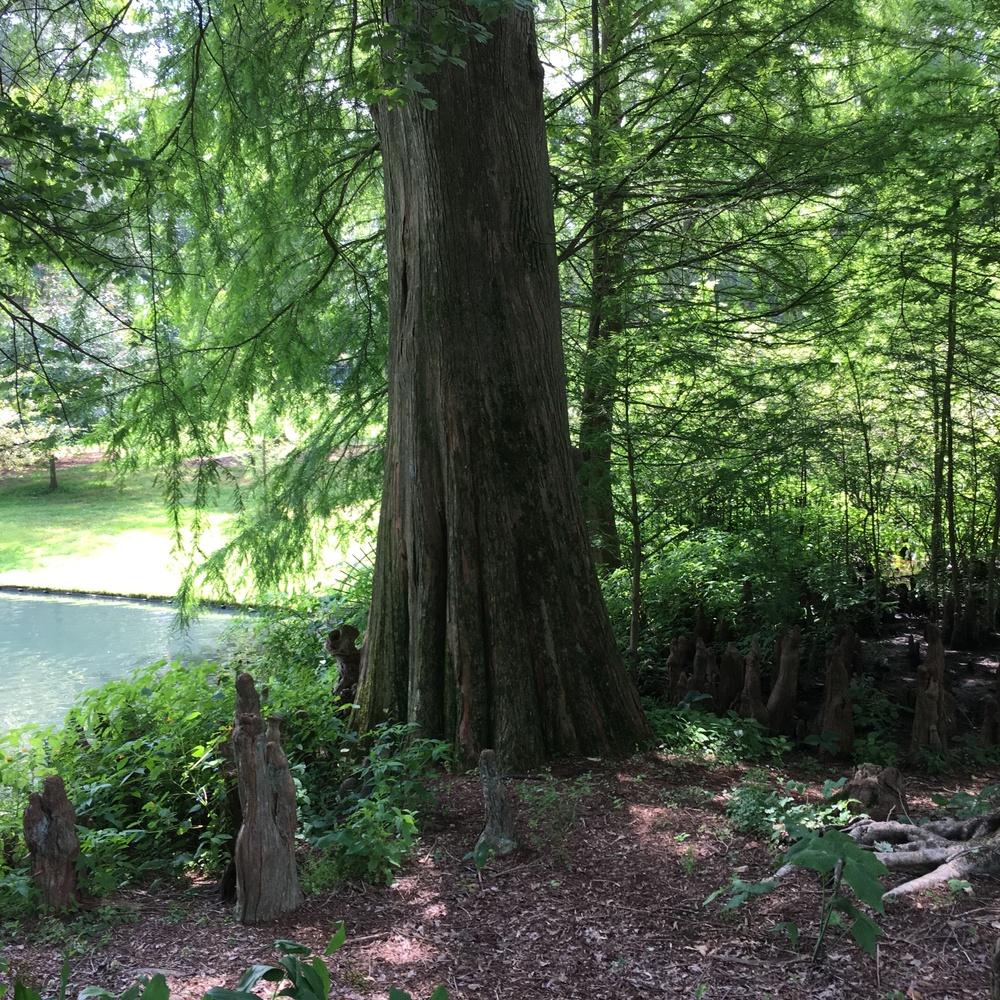 Photo of Bald Cypress (Taxodium distichum) uploaded by csandt