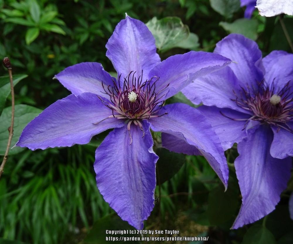 Photo of Clematis Parisienne™ uploaded by kniphofia