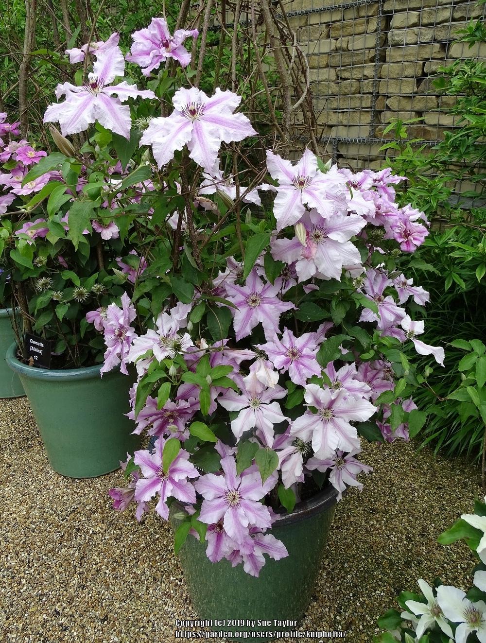 Photo of Clematis Ooh La La™ uploaded by kniphofia