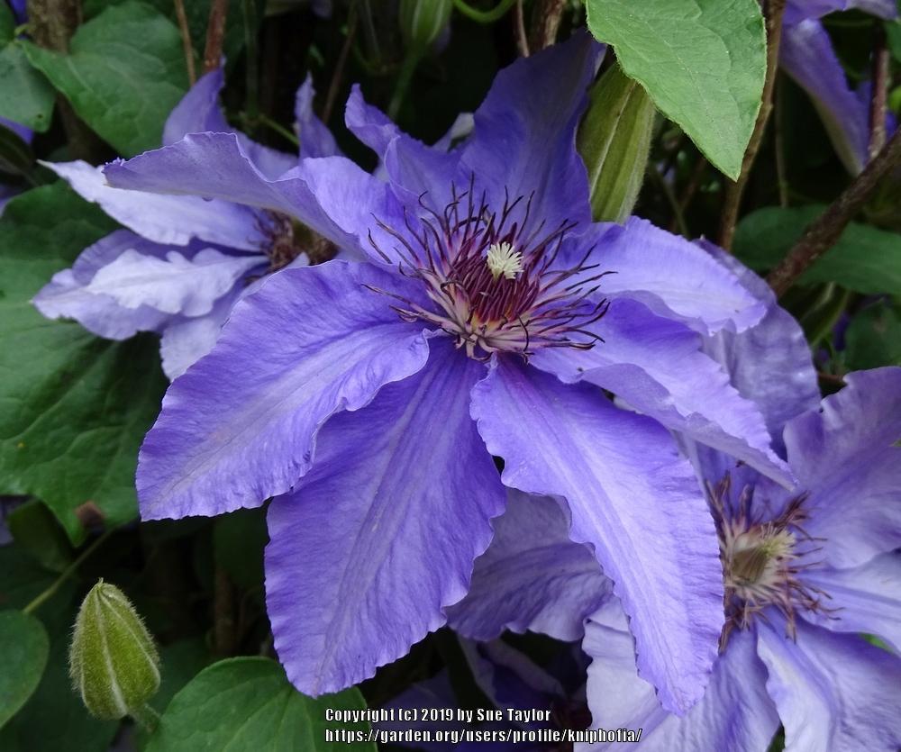 Photo of Clematis Parisienne™ uploaded by kniphofia