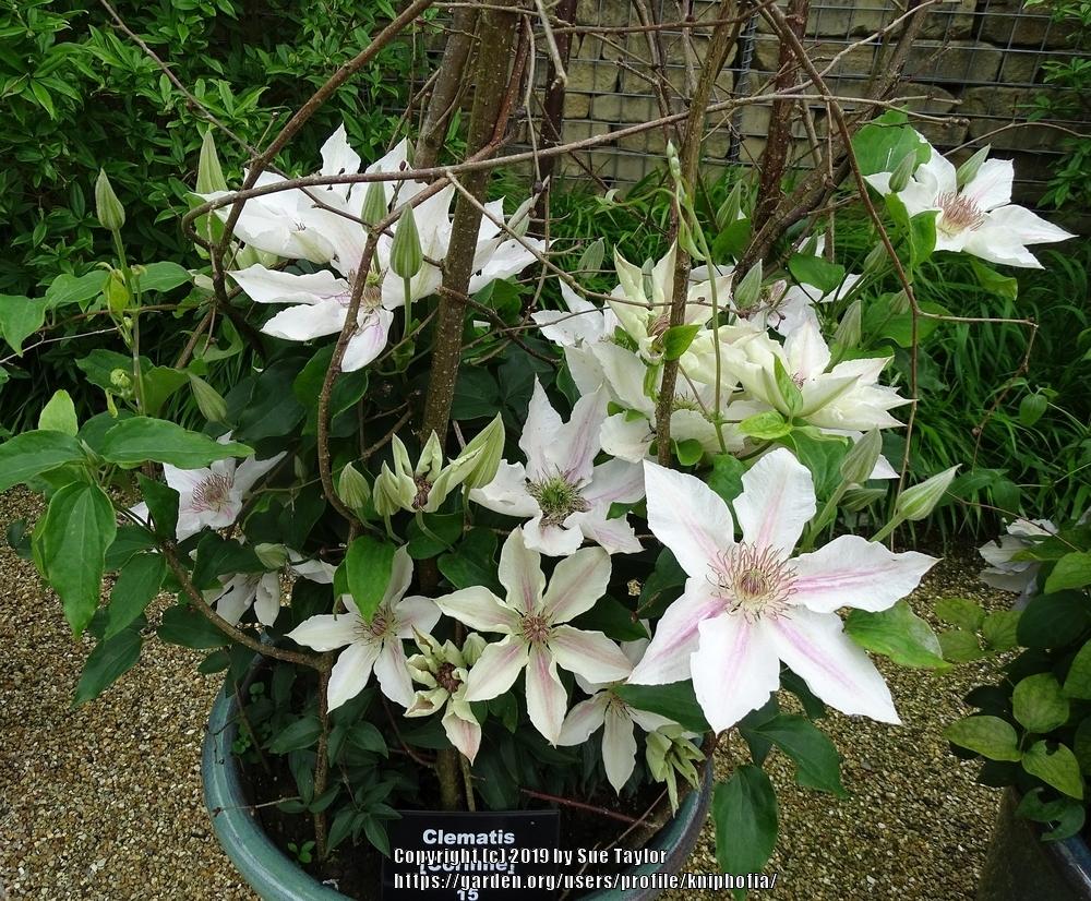 Photo of Clematis Corinne™ uploaded by kniphofia