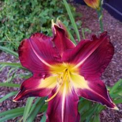Location: Eureka, CA
Date: 2019-07-07
Huge blooms and tall scapes! Gorgeous deep red