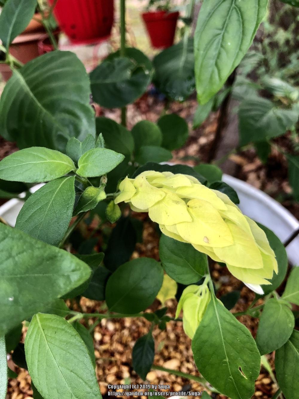 Photo of Shrimp Plant (Justicia brandegeeana 'Yellow Queen') uploaded by Suga