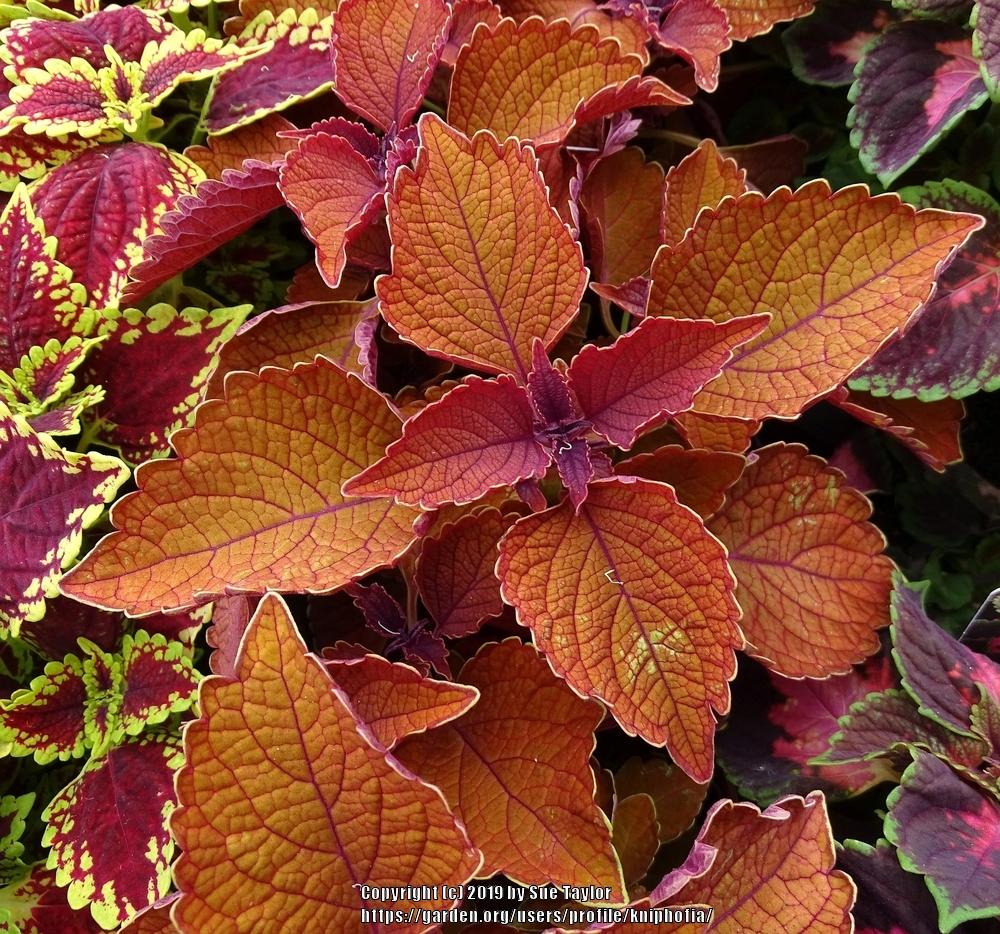 Photo of Coleus (Coleus scutellarioides Main Street Wall Street™) uploaded by kniphofia