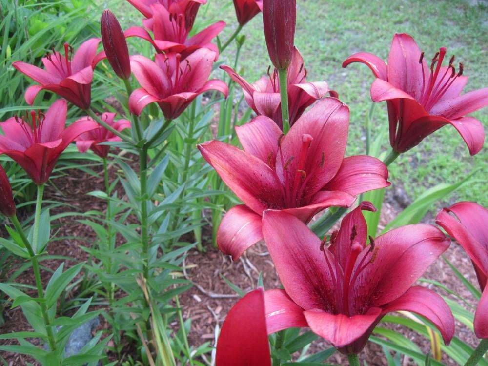 Photo of Lily (Lilium 'Commander in Chief') uploaded by robertduval14