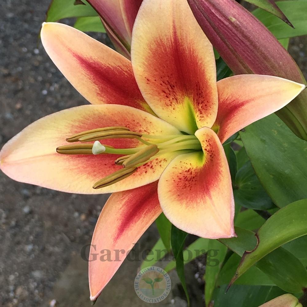 Photo of Lily (Lilium 'Montego Bay') uploaded by springcolor