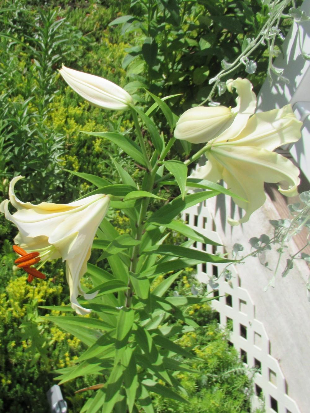 Photo of Lilies (Lilium) uploaded by stilldew