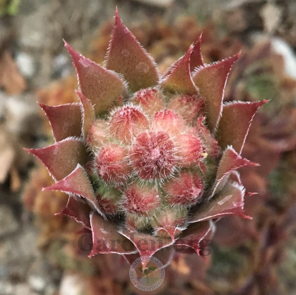 Photo of Hen and Chicks (Sempervivum 'Red Heart') uploaded by BlueOddish