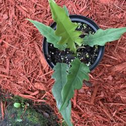 Location: My greenhouse, Florida
Date: 2019-07-09
Young plant