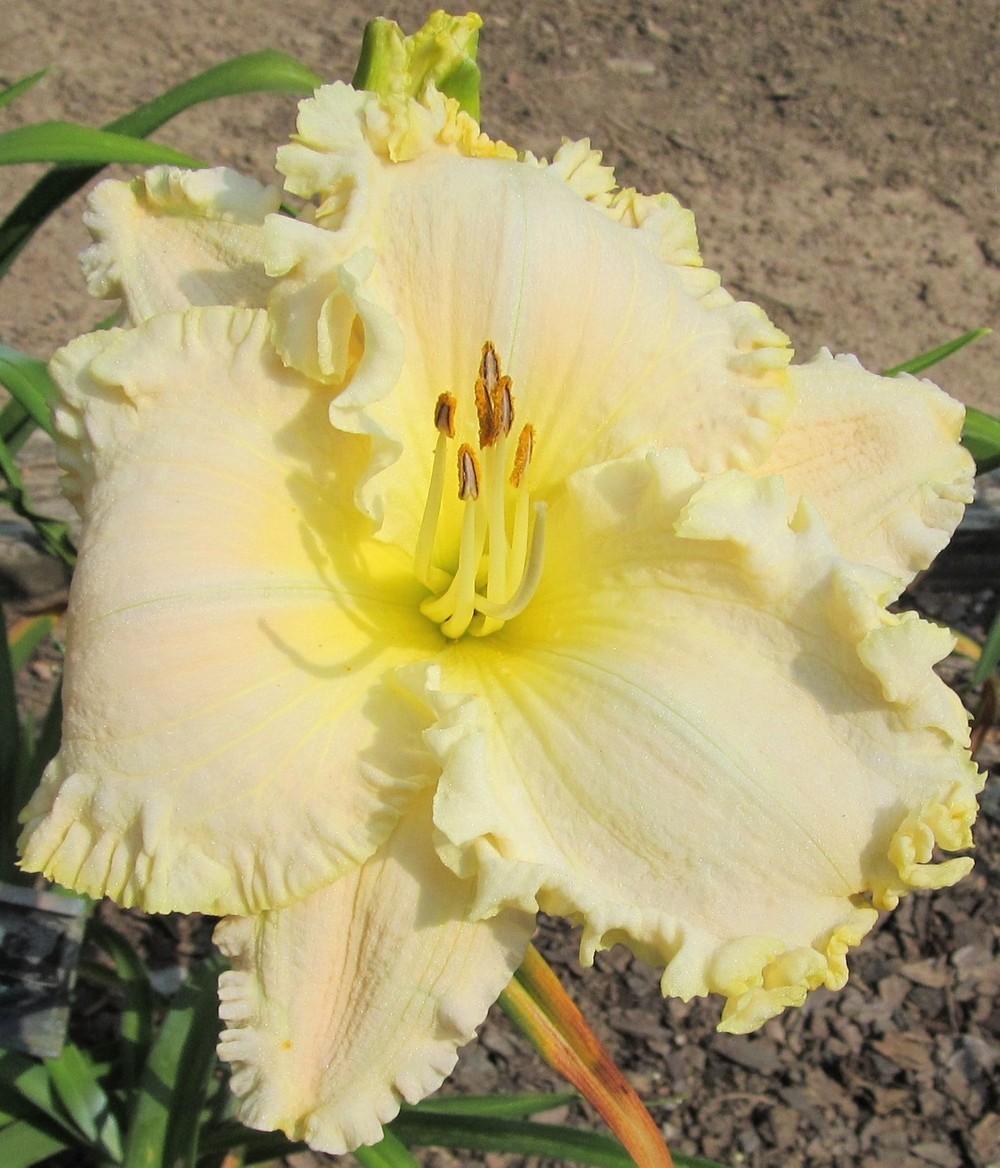 Photo of Daylily (Hemerocallis 'Lacy All Over') uploaded by Sscape