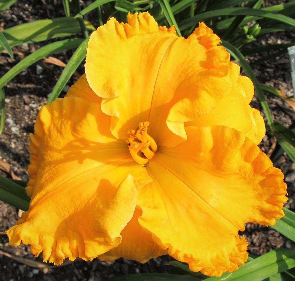 Photo of Daylily (Hemerocallis 'The Wealth of Gold') uploaded by Sscape