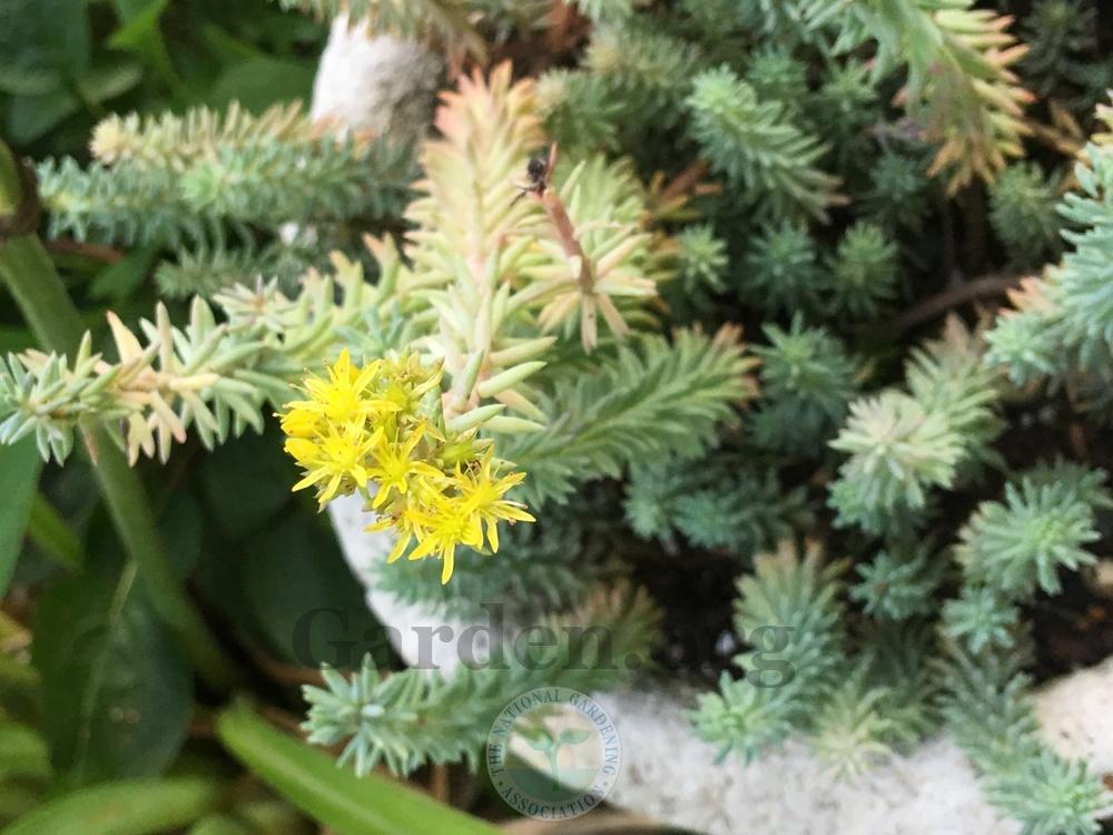 Photo of Spruce-Leaved Stonecrop (Petrosedum rupestre subsp. rupestre Bluebird®) uploaded by chickhill