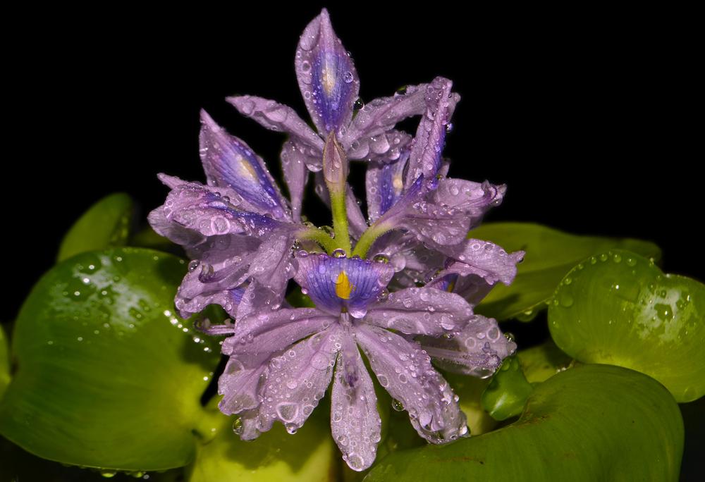Photo of Water Hyacinth (Eichhornia crassipes) uploaded by dawiz1753
