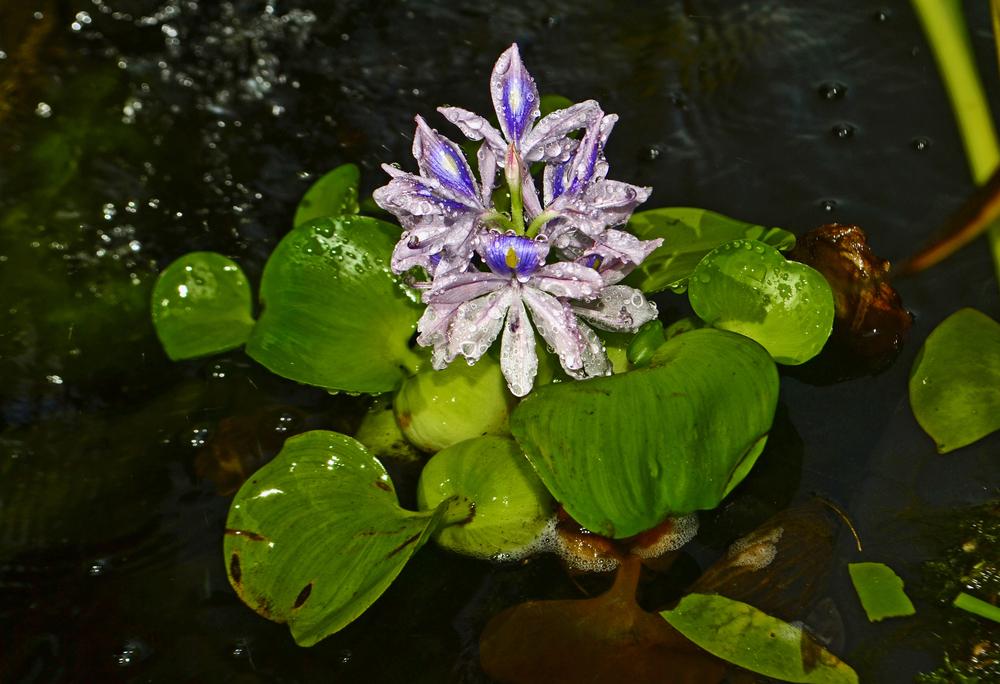 Photo of Water Hyacinth (Eichhornia crassipes) uploaded by dawiz1753