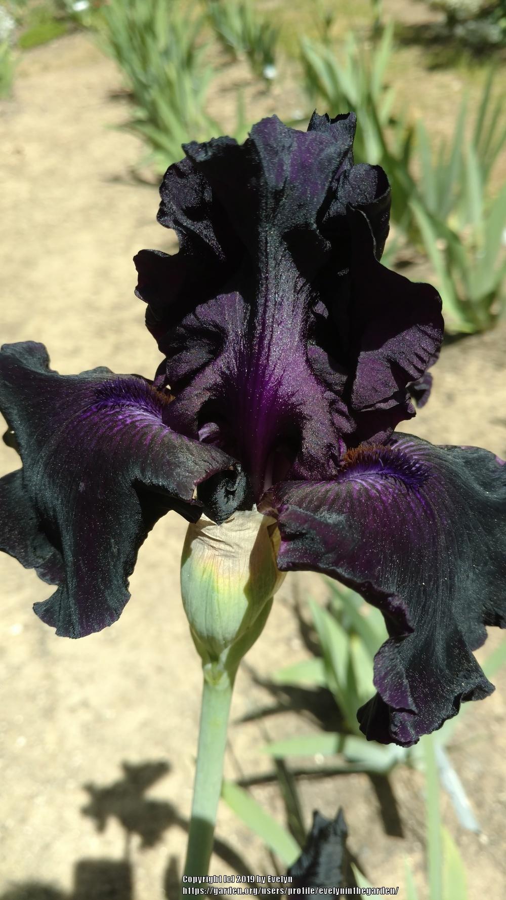 Photo of Tall Bearded Iris (Iris 'Ozark Rebounder') uploaded by evelyninthegarden