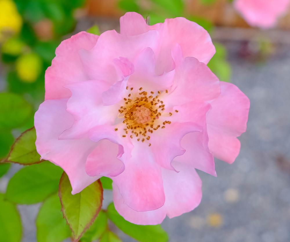Photo of Rose (Rosa 'Clair Matin') uploaded by AnnKNCalif