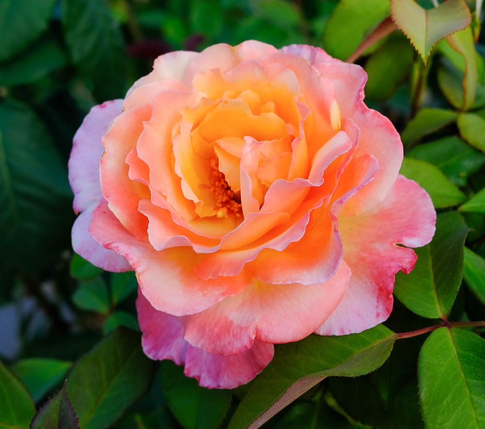Photo of Rose (Rosa 'Tahitian Sunset') uploaded by AnnKNCalif