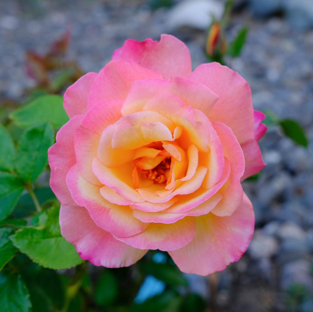 Photo of Floribunda Rose (Rosa 'Sheila's Perfume') uploaded by AnnKNCalif