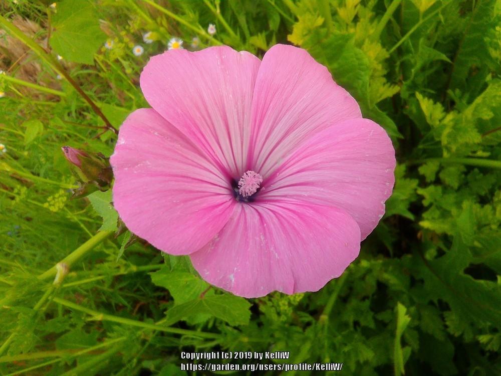 Photo of Annual Mallow (Malva trimestris 'Silver Cup') uploaded by KelliW