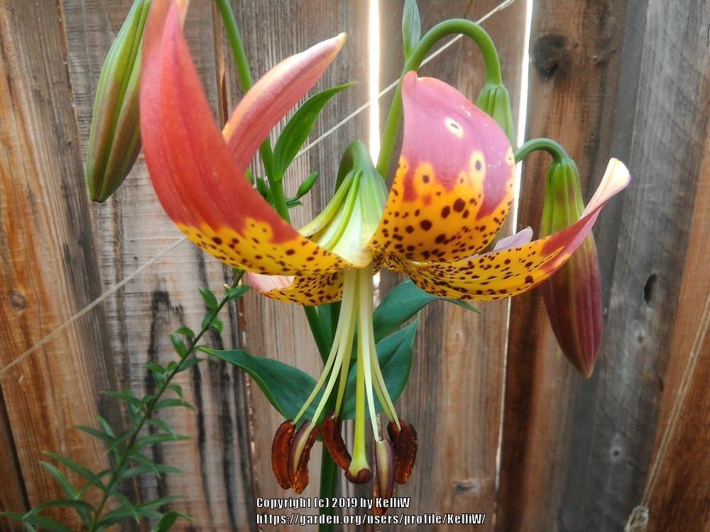 Photo of Lily (Lilium 'Fusion') uploaded by KelliW