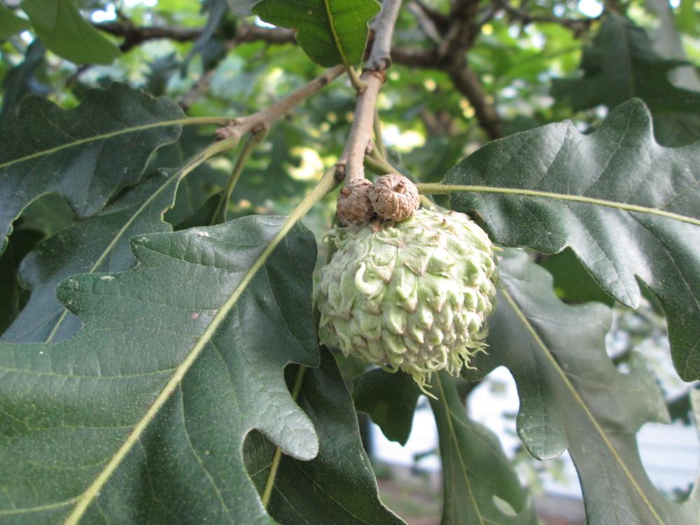 Photo of Bur Oak (Quercus macrocarpa) uploaded by christinereid54