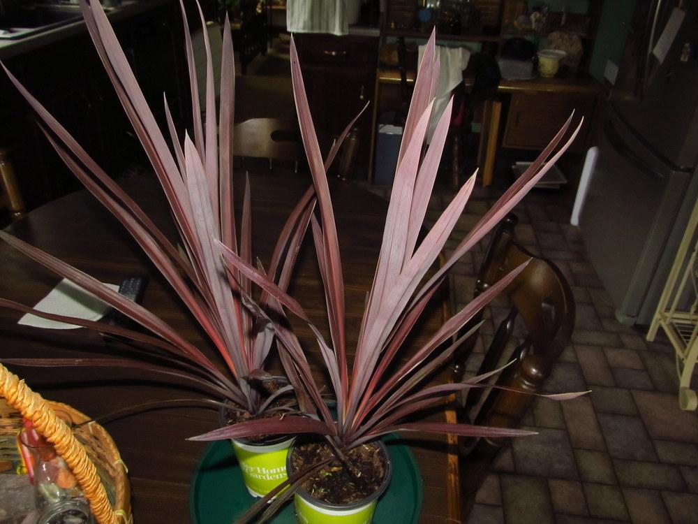 Photo of Cabbage Tree (Cordyline australis 'Red Star') uploaded by jmorth