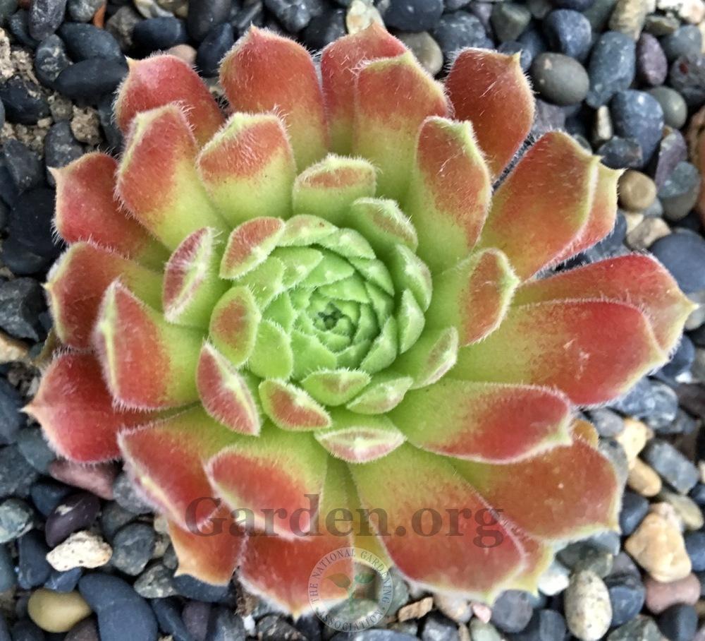 Photo of Hen and Chicks (Sempervivum 'Cuddles') uploaded by springcolor
