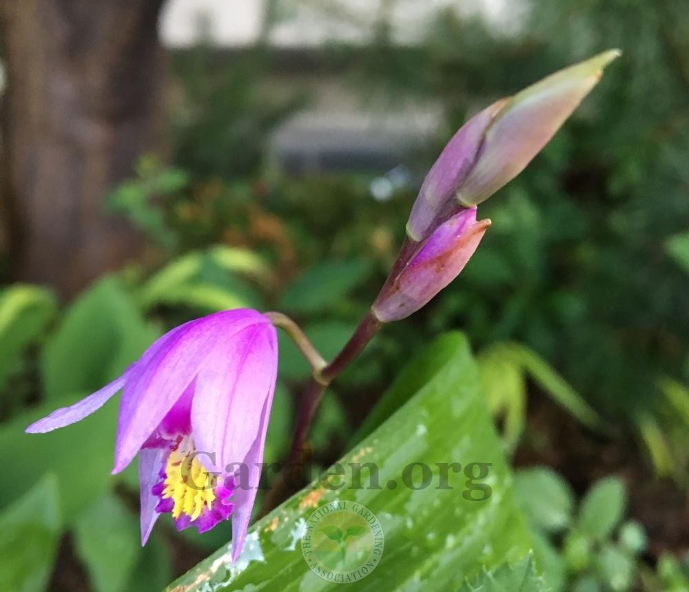 Photo of Hardy Ground Orchid (Bletilla Yokohama 'Kate') uploaded by BlueOddish