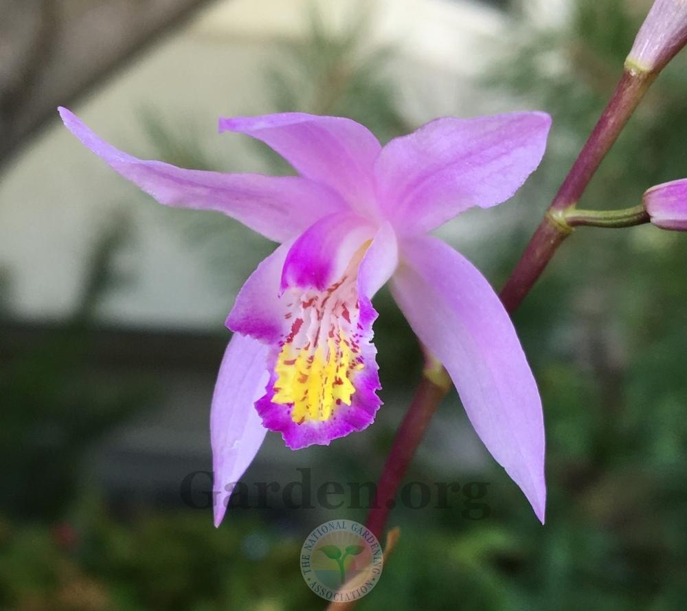 Photo of Hardy Ground Orchid (Bletilla Yokohama 'Kate') uploaded by BlueOddish
