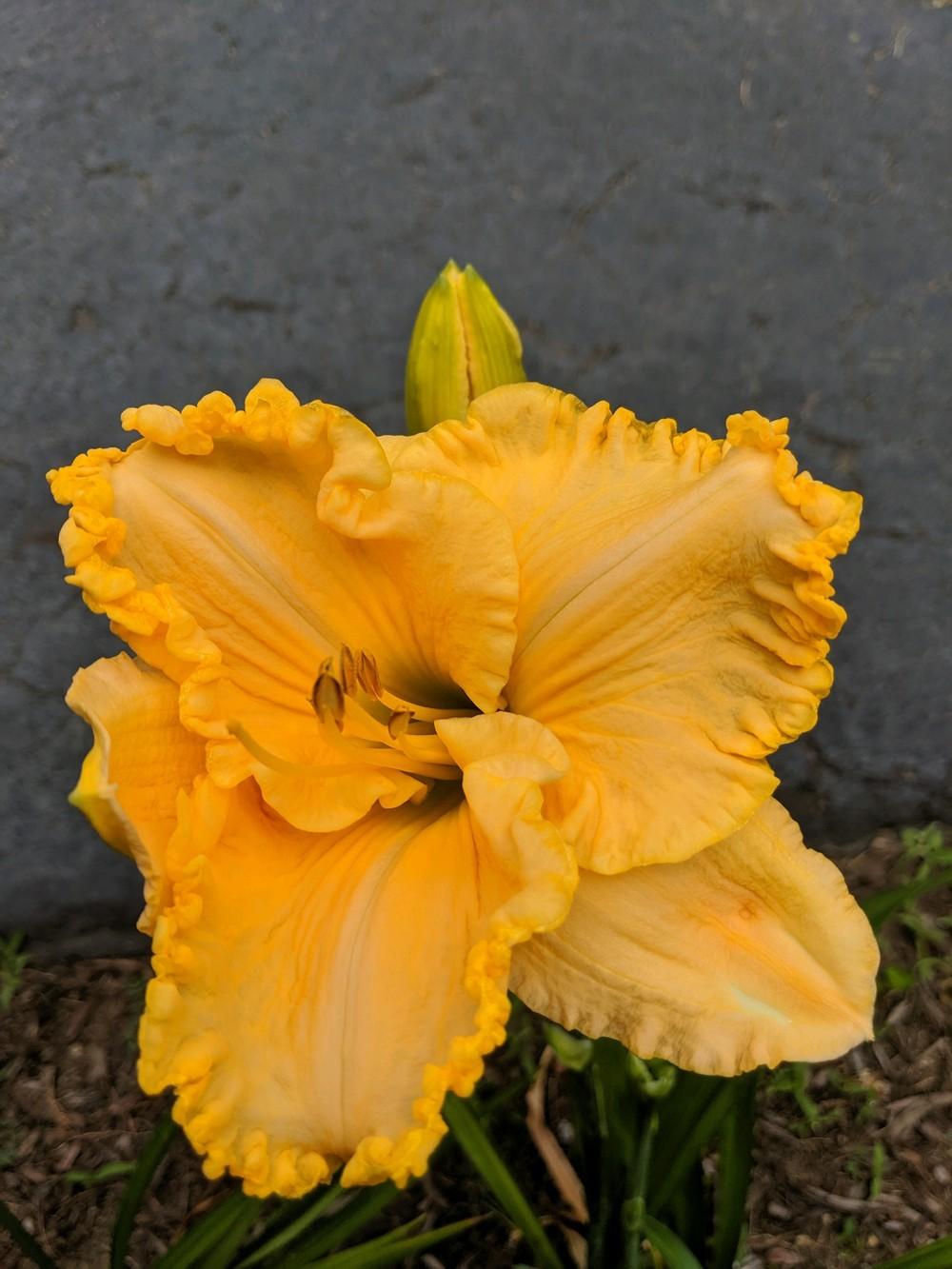 Photo of Daylily (Hemerocallis 'Discover Columbus Gold') uploaded by ElyceC
