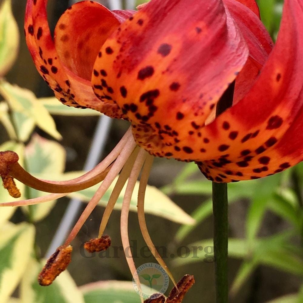 Photo of Leopard Lily (Lilium pardalinum) uploaded by springcolor