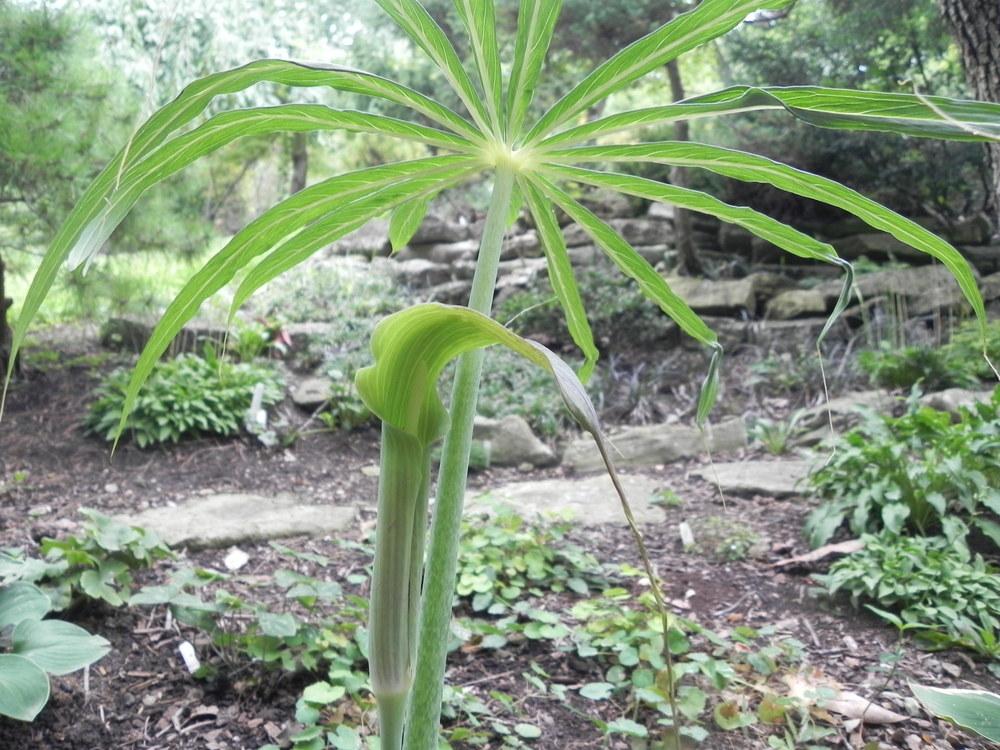 Photo of Jack in the Pulpit (Arisaema consanguineum) uploaded by SL_gardener