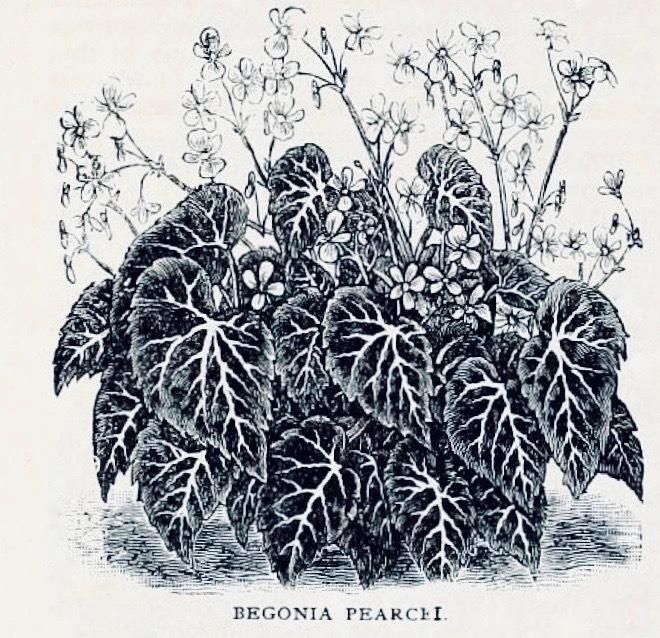 Photo of Begonia (Begonia pearcei) uploaded by scvirginia
